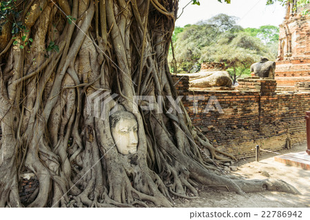 Head of Buddha in Ayutthaya 22786942