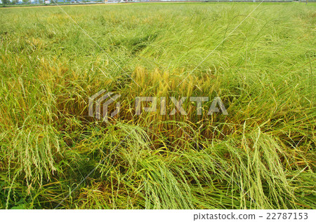 Wheat field losing to rats 22787153