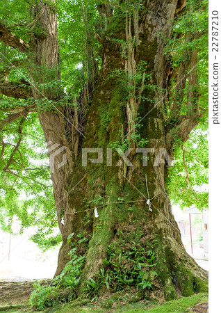 Great Gingko Iwate Prefecture Nishiwaga cho Great Gingko Iwate Prefecture Nishiwaga cho 22787210