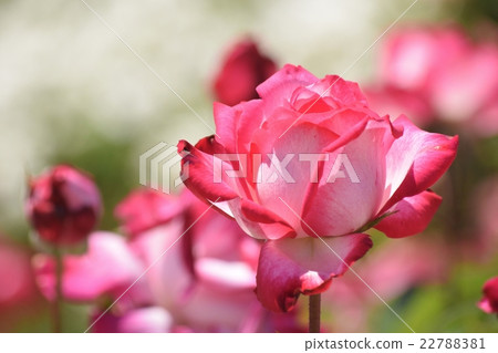 玫瑰命名為“火炬” 玫瑰命名為“火炬” 22788381