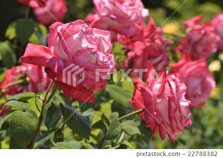Roses named "torch" Roses named "torch" 22788382