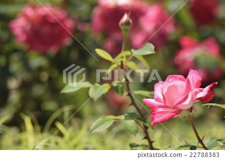 Roses named "torch" Roses named "torch" 22788383