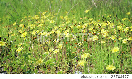 Yellow flower 22788477