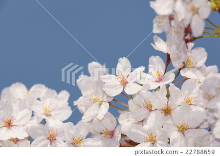 櫻花花 櫻花花 22788659