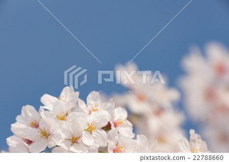 櫻花花 櫻花花 22788660