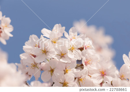 櫻花花 22788661