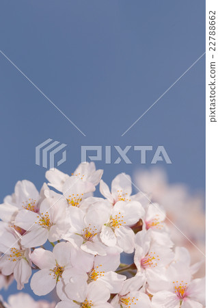 櫻花花 櫻花花 22788662