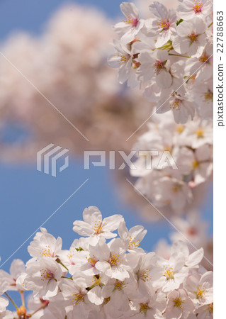 櫻花花 22788663