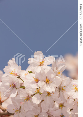 櫻花花 櫻花花 22788664