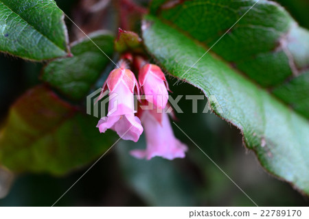 Flower of Ivanashi 22789170
