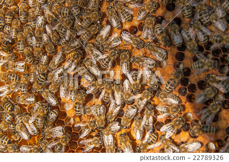 Bees inside hive and sealed cells for their young. Bees inside hive and sealed cells for their young. 22789326
