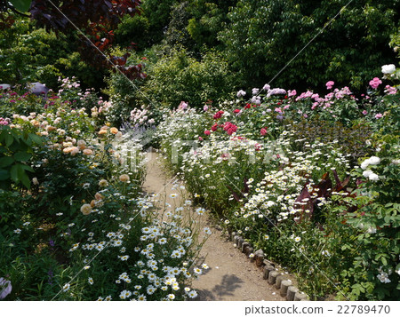 A rosy path 22789470