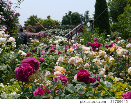 A rose garden 22789645