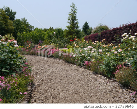 A rose garden A rose garden 22789646