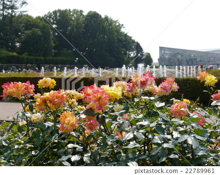 Roses and fountains 22789961