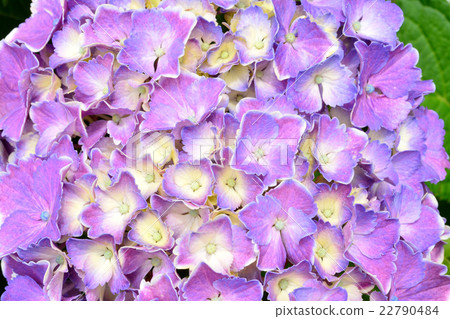 繡球花 22790484