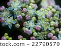 Gaku繡球花 22790579