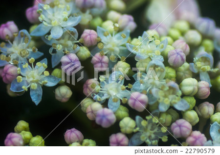 Gaku繡球花 Gaku繡球花 22790579