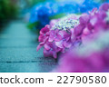 雨繡球花 22790580