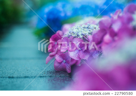 雨繡球花 雨繡球花 22790580