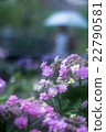 雨季繡球花 22790581