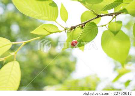 圖庫照片: 櫻桃水果 櫻桃 植物