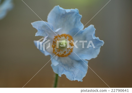 藍罌粟 22790641