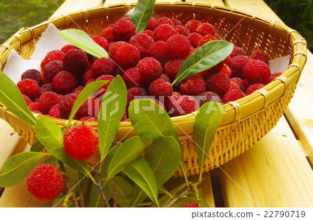 Yamamomo harvest 22790719