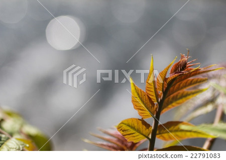 Sparkling water surface and grass growing on the riverside Sparkling water surface and grass growing on the riverside 22791083
