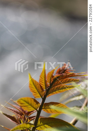 Sparkling water surface and grass growing on the riverside Sparkling water surface and grass growing on the riverside 22791084