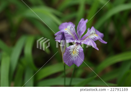 Himeshaga 22791189
