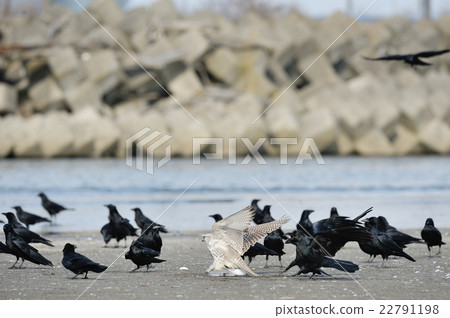 White falcon surrounded by crows 22791198