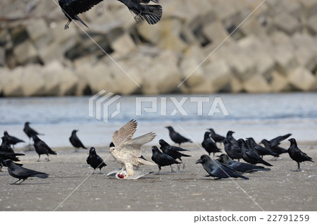 White fangs that captured Mitsuyuki gull 22791259