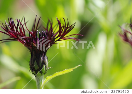 盛開在花壇裡的矢車菊黑雪碧 盛開在花壇裡的矢車菊黑雪碧 22791430