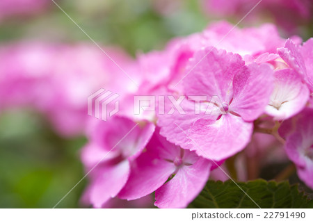 hydrangea hydrangea 22791490