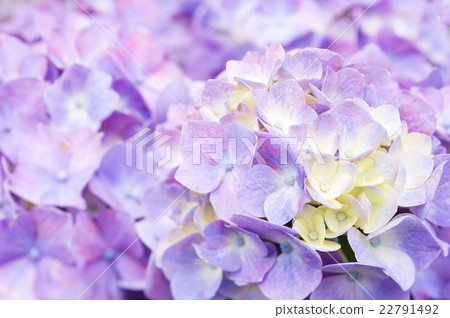 hydrangea hydrangea 22791492