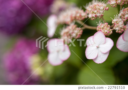繡球花 繡球花 22791510