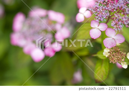  繡球花 22791511