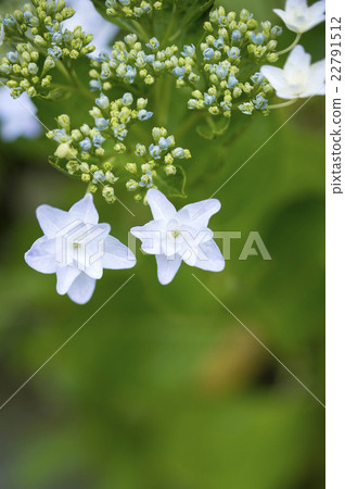  繡球花 22791512