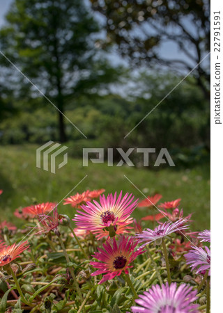 Meadowsweet 22791591