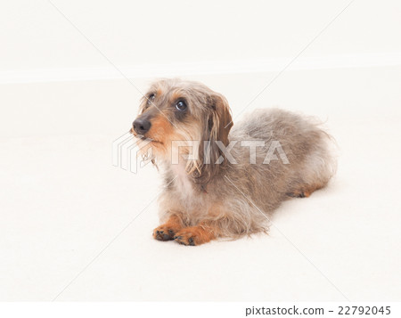 Sitting dachshund Sitting dachshund 22792045