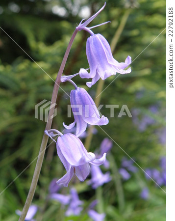 British flower, blue bell British flower, blue bell 22792188