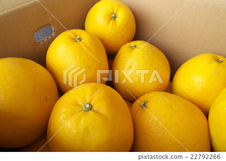 Urawa Gold direct delivery 22792266