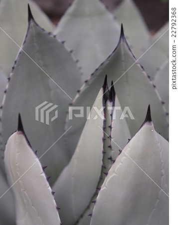 Plant _ agave · kitsucho ten 22792368