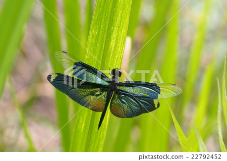 Butterfly dragonfly (male) 22792452