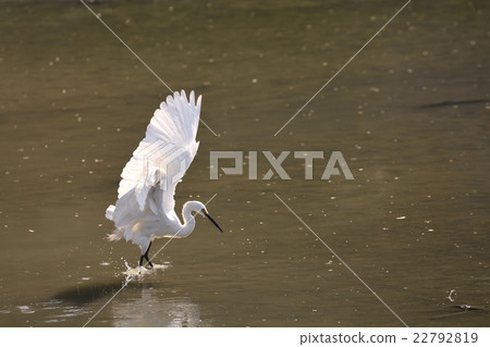 Movement of rabbits 22792819