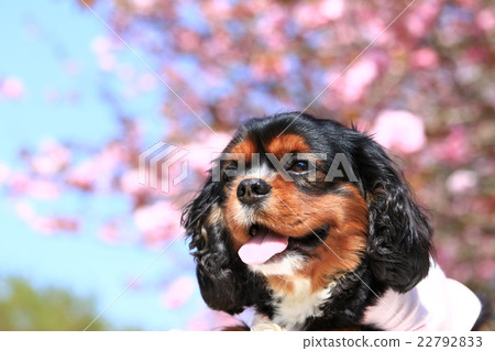 春天到了♪ 22792833