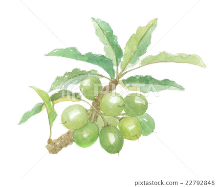 乳木果油 乳木果油 22792848