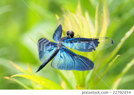 Butterfly dragonfly (male) 22792854