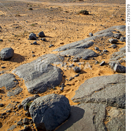 bush old fossil in the desert of morocco bush old fossil in the desert of morocco 22793079